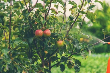 best trees to grow on a homestead