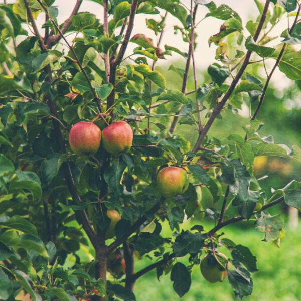 best trees to grow on a homestead