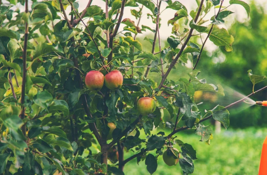 best trees to grow on a homestead