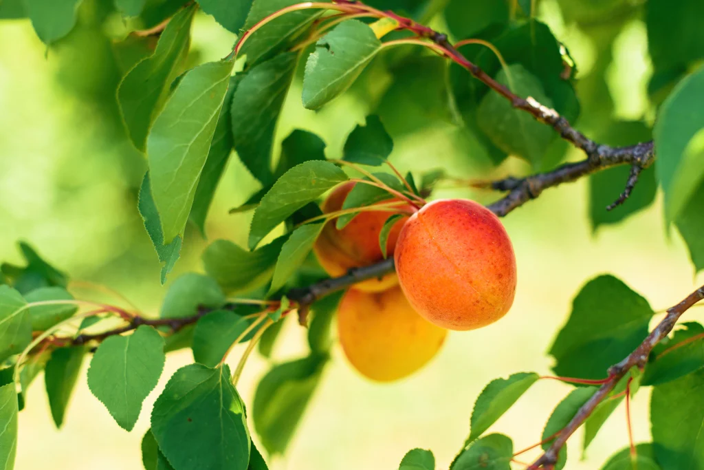 ripe-apricot-fruit-in-organic-orchard
