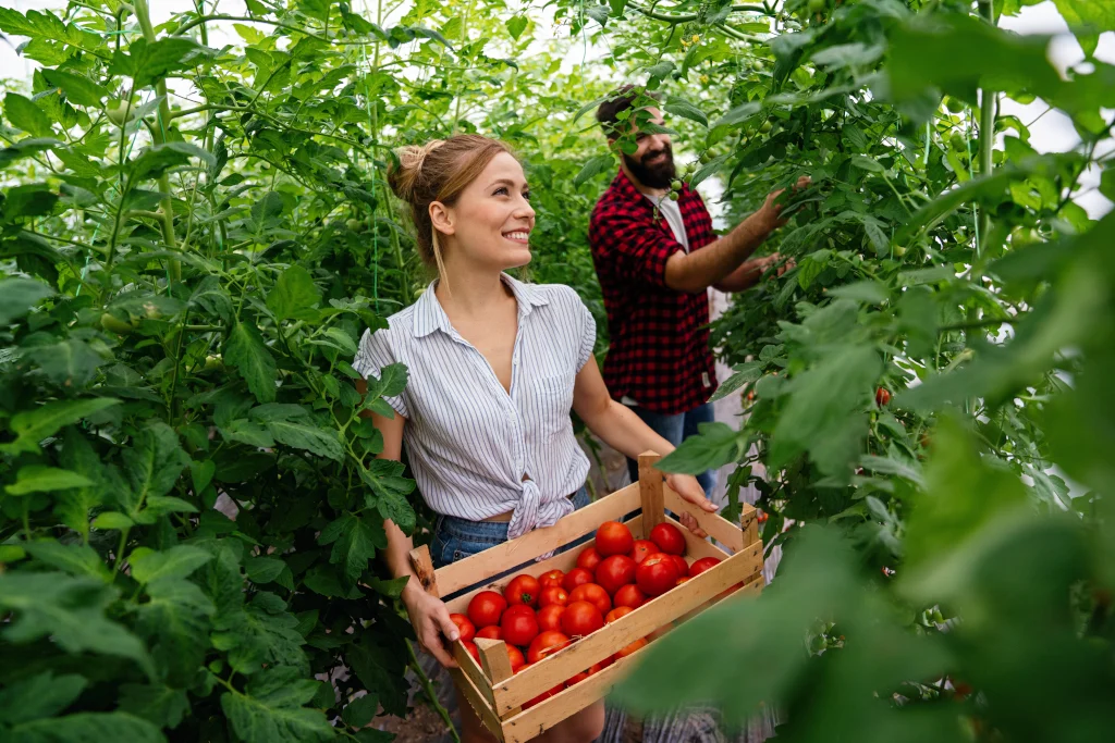 Couple harvesting tomatoes, one of the best vegetables to grow in East Texas