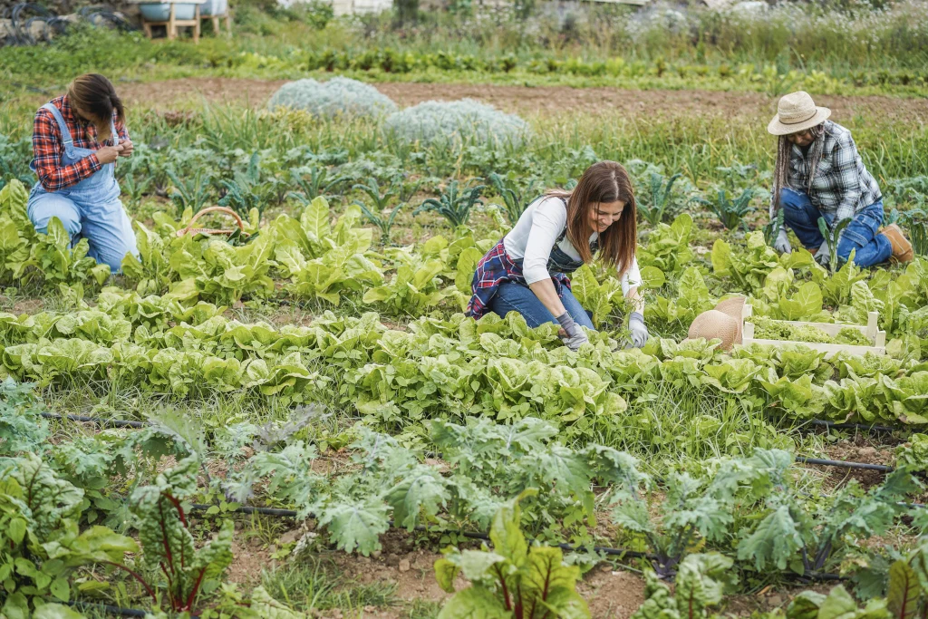 Gardeners harvesting lettuce and leafy greens in a vegetable field