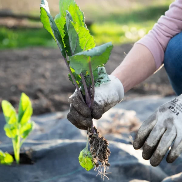 Gardener in gloves planting a young seedling in garden soil