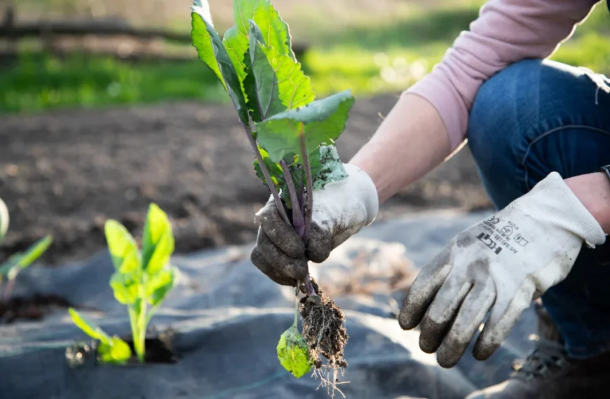 Gardener in gloves planting a young seedling in garden soil