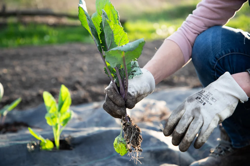 Gardener in gloves planting a young seedling in garden soil
