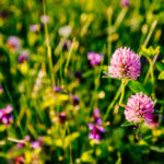 cover crops for raised beds