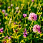 cover crops for raised beds