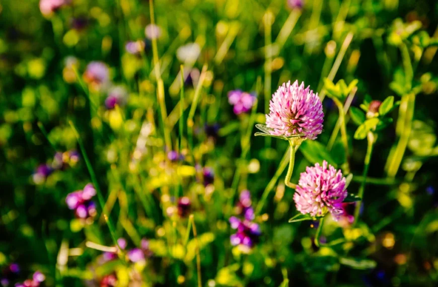 cover crops for raised beds