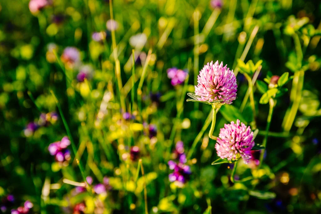 cover crops for raised beds