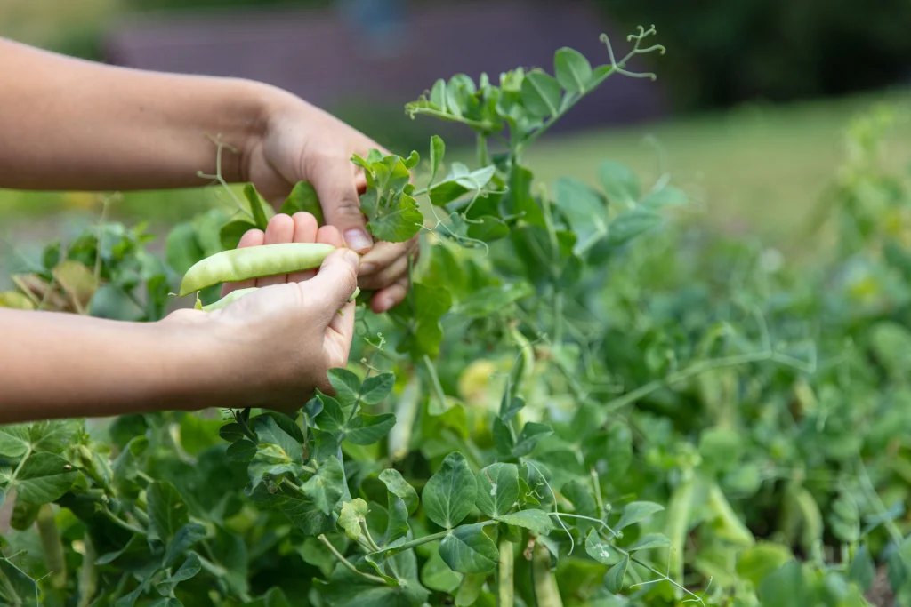 cover-crops-for-raised-beds