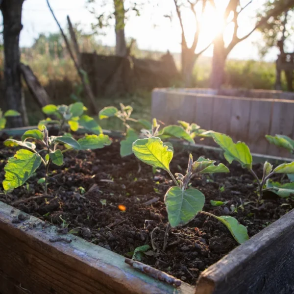 soil for raised garden beds