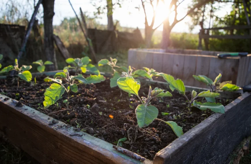 soil for raised garden beds