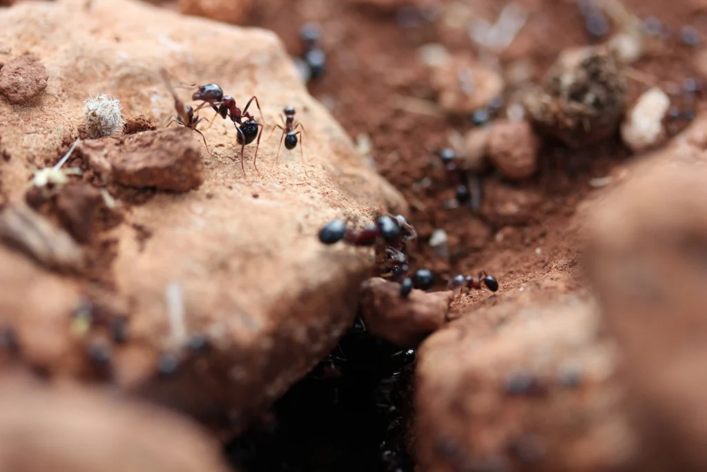 anthill-in-the-hole