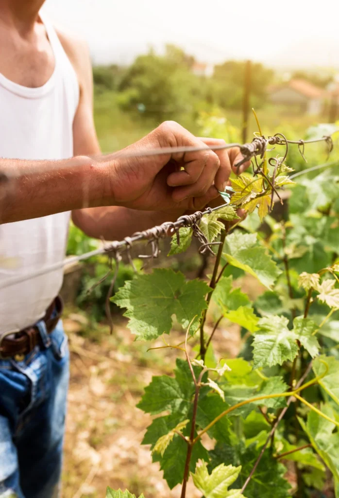 grape-growing