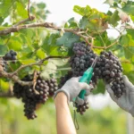 Grape Growing Made Easy (5 Steps to Grow Grapes)