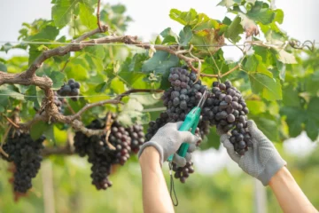 Grape Growing Made Easy (5 Steps to Grow Grapes)