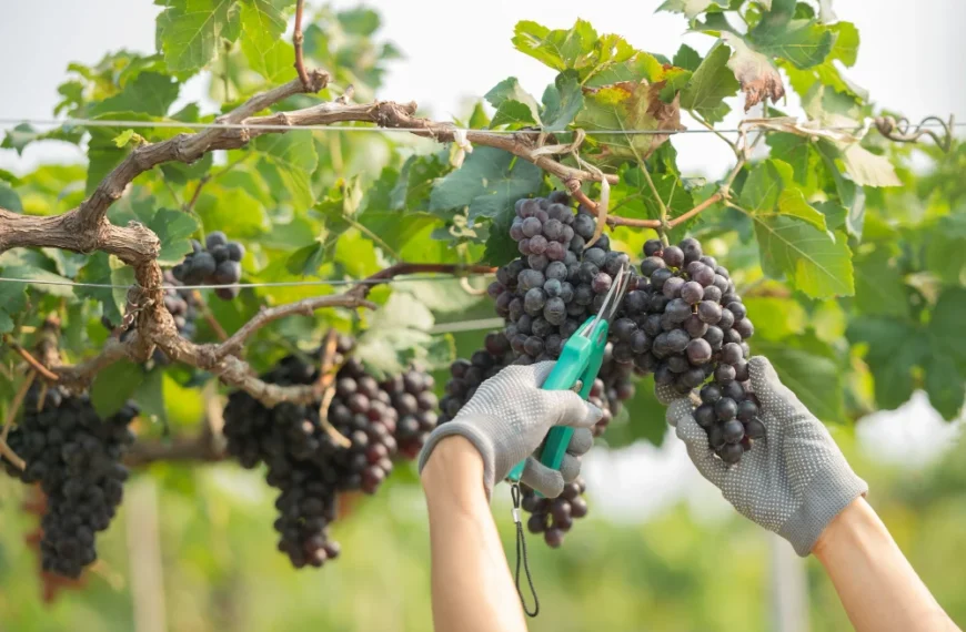Grape Growing Made Easy (5 Steps to Grow Grapes)