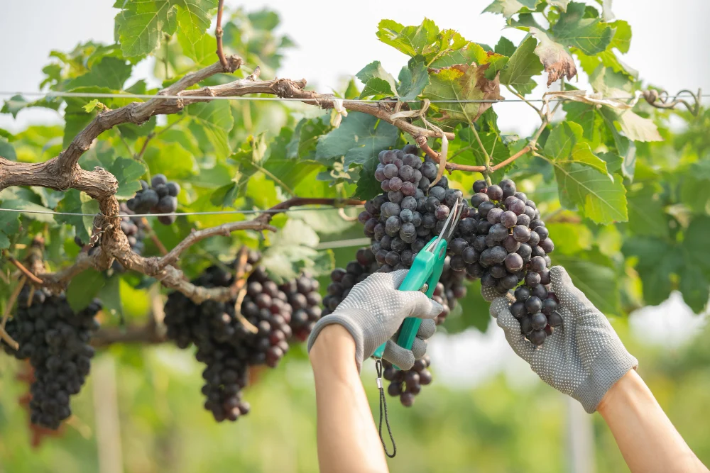 Grape Growing Made Easy (5 Steps to Grow Grapes)