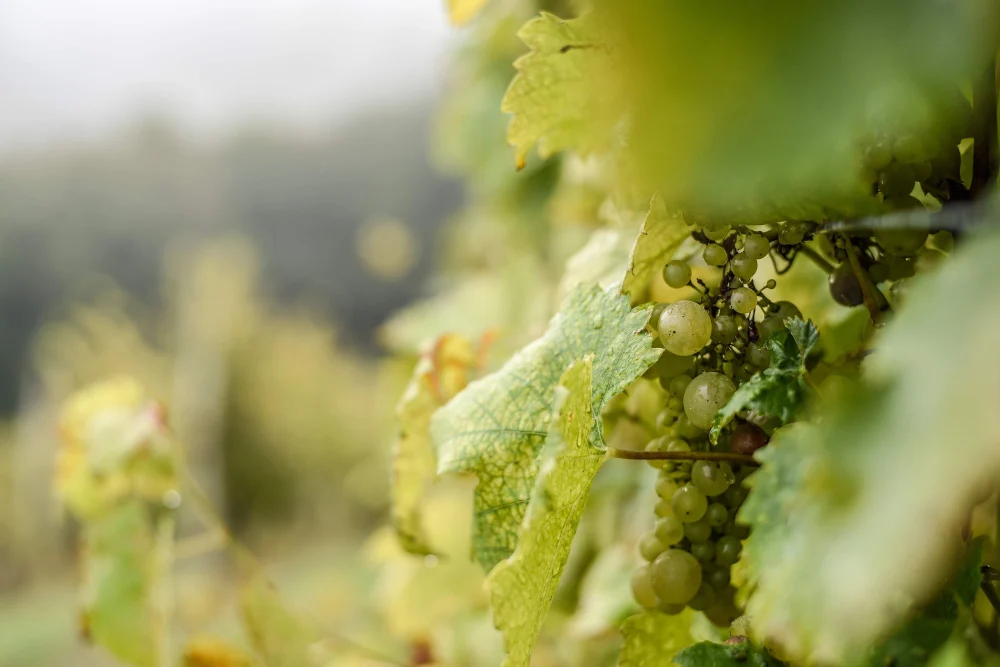 grape-growing2