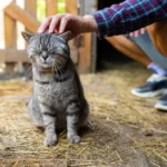 Pros and Cons of Having a Barn Cat