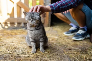 Pros and Cons of Having a Barn Cat