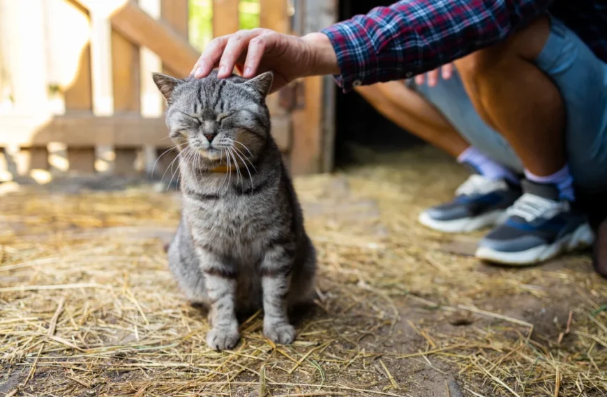 Pros and Cons of Having a Barn Cat