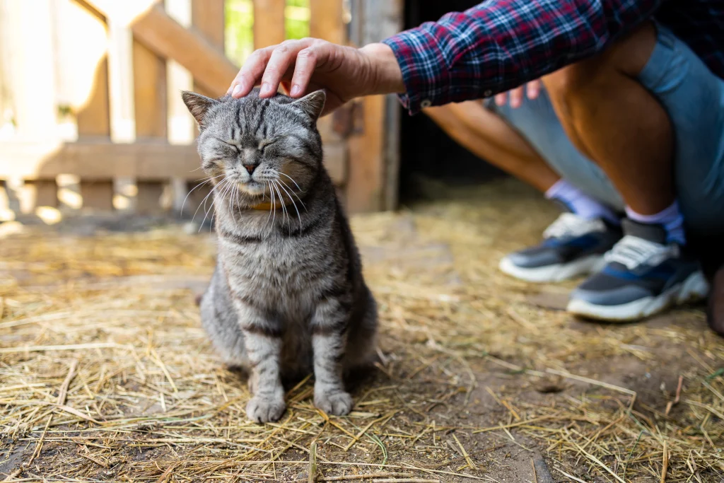 Pros and Cons of Having a Barn Cat