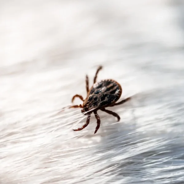 How to Get Rid of Ticks in the House (All Natural)?