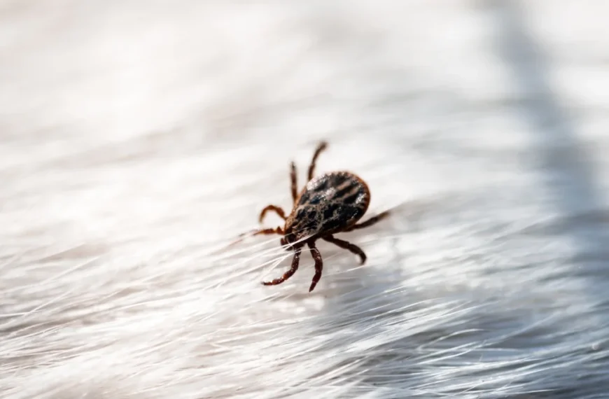 How to Get Rid of Ticks in the House (All Natural)? 