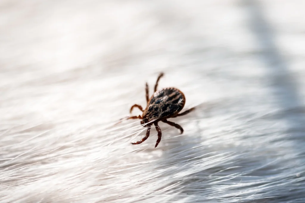 How to Get Rid of Ticks in the House (All Natural)? 