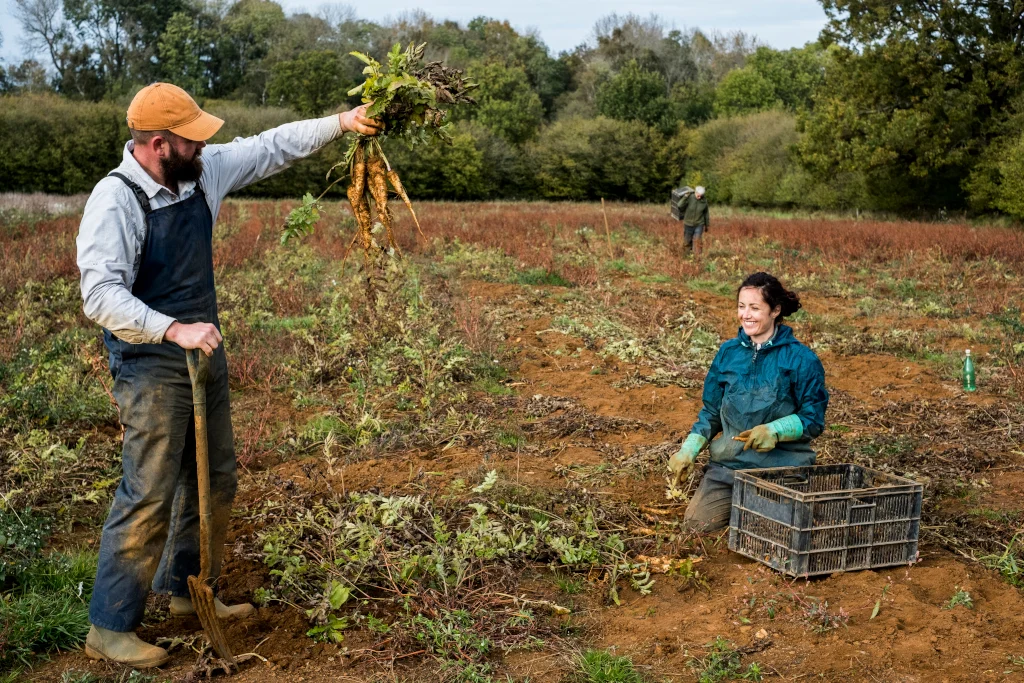 two-farmers-standing-and-kneeling-in-a-field-harvesting-parsnips