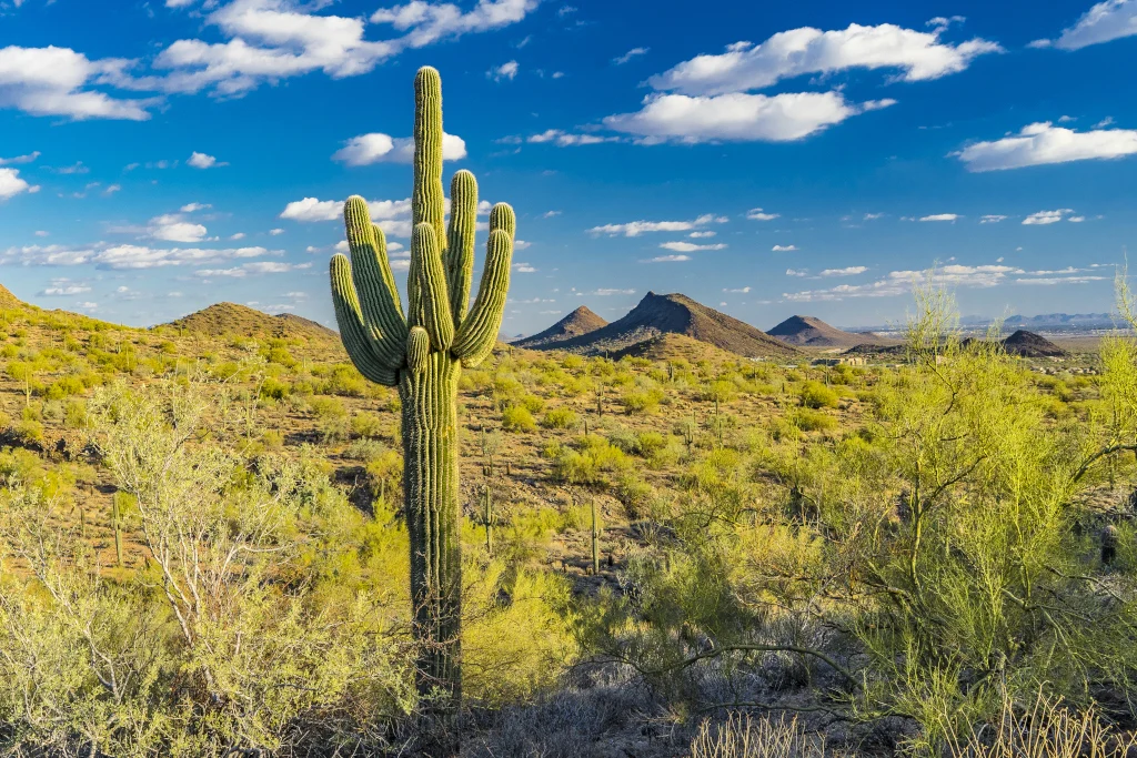 scottsdale-desert-in-arizona-usa