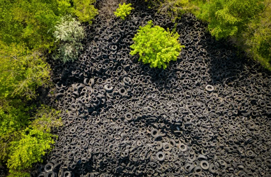 Top 9 Pros and Cons of Rubber Mulch