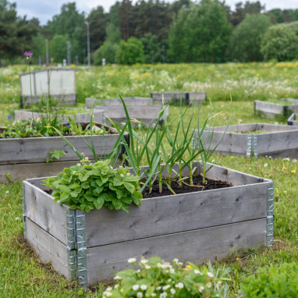 replace raised bed soil