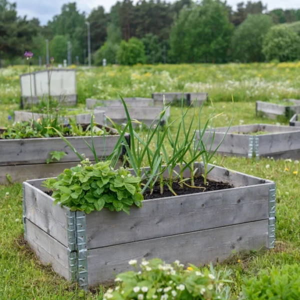 replace raised bed soil