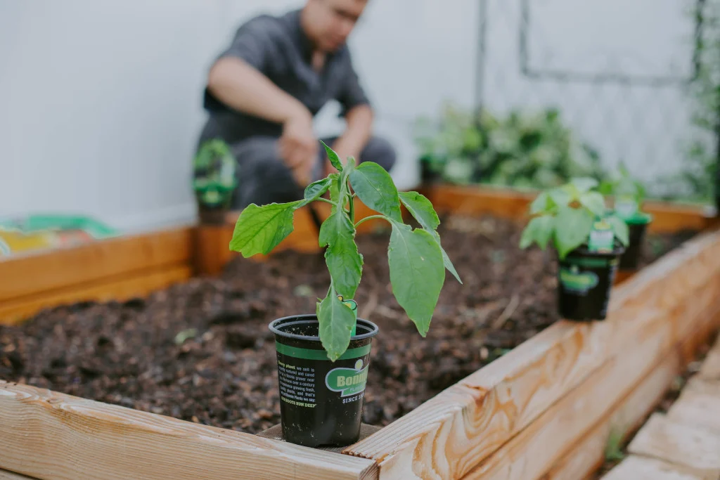 replace-raised-bed-soil1