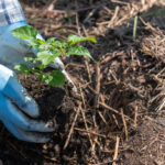 what is the best mulch for flower beds