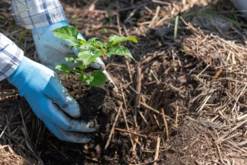 what is the best mulch for flower beds