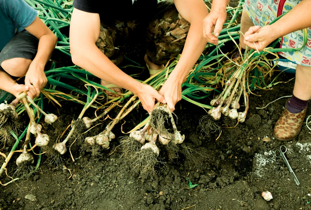 planting-garlic-in-the-fall2